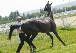 cheval agressif en main