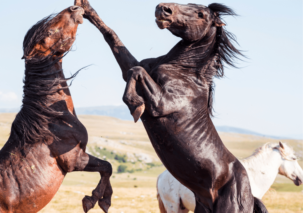 Cheval agressif étalon