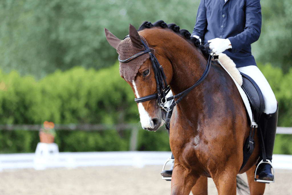 cheval stressé en compétition
