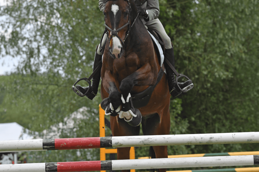 cheval stressé en concours