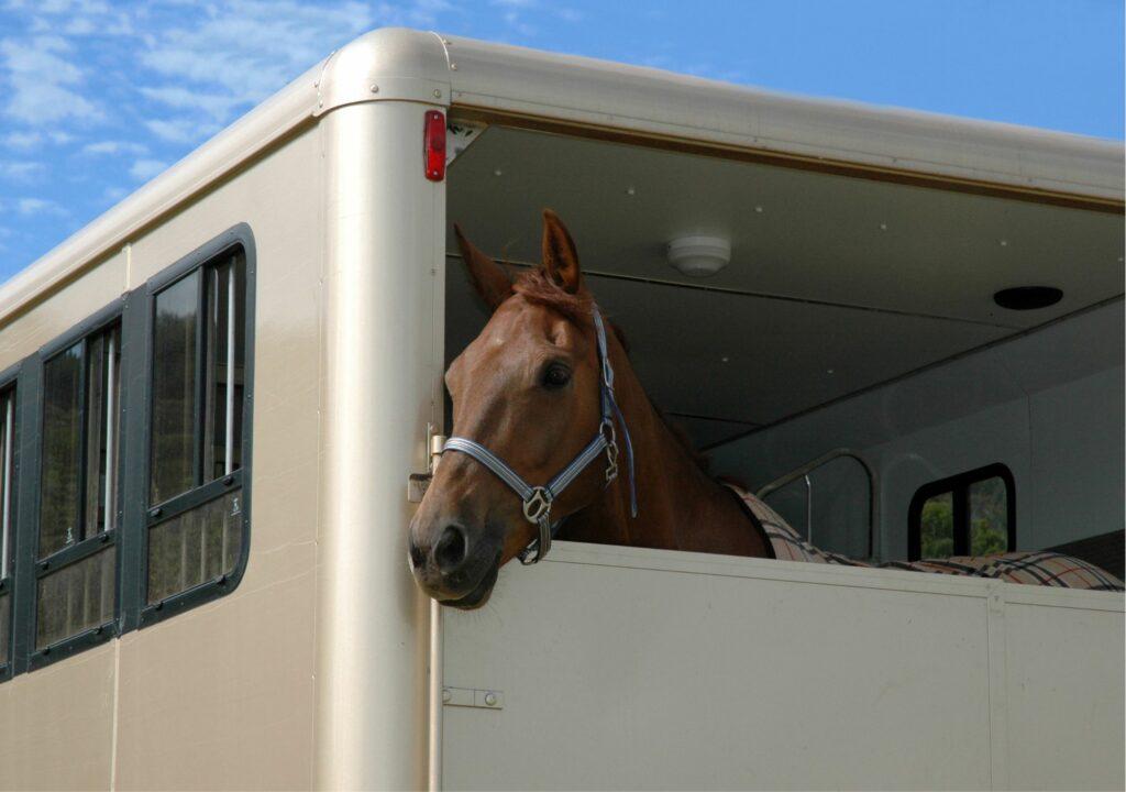 cheval qui stresse en van