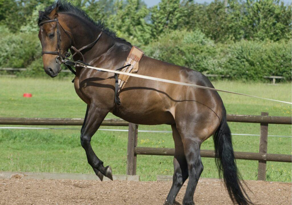 Cheval chaud