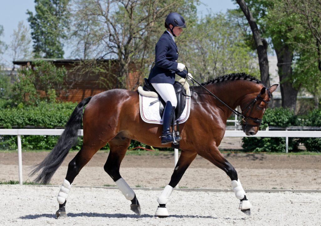 Concentration cheval dressage