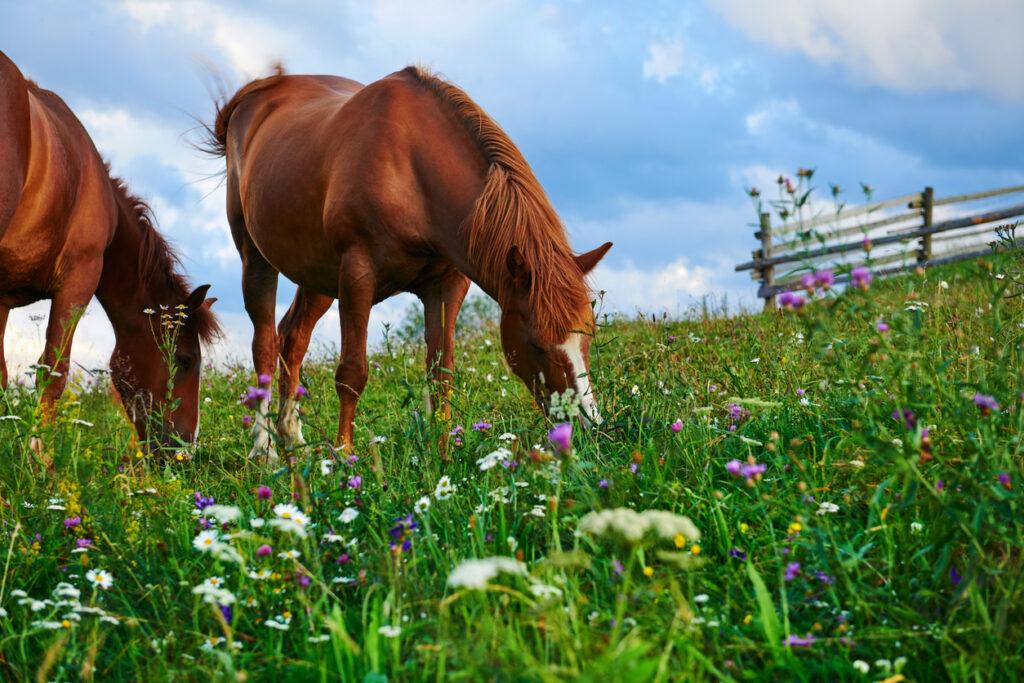 Chevaux broutant des herbes sauvages dans un pré fleuri