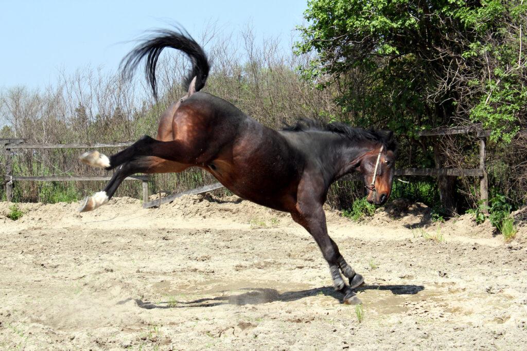 jeune cheval qui jette son feu à la longe