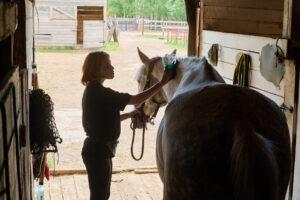 Jeune cheval au pansage jeune cheval pansé dans le clame et la douceur