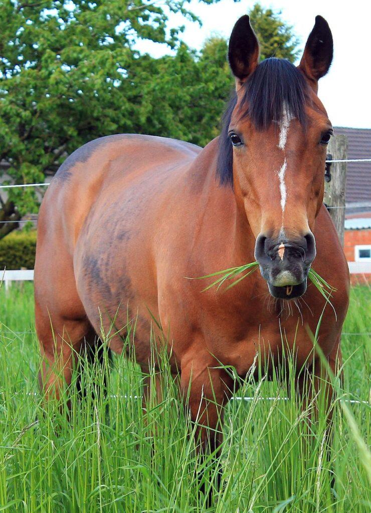 cheval broutant des herbes