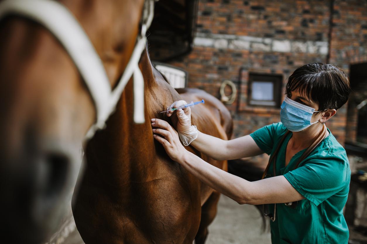 Horse and veterinary