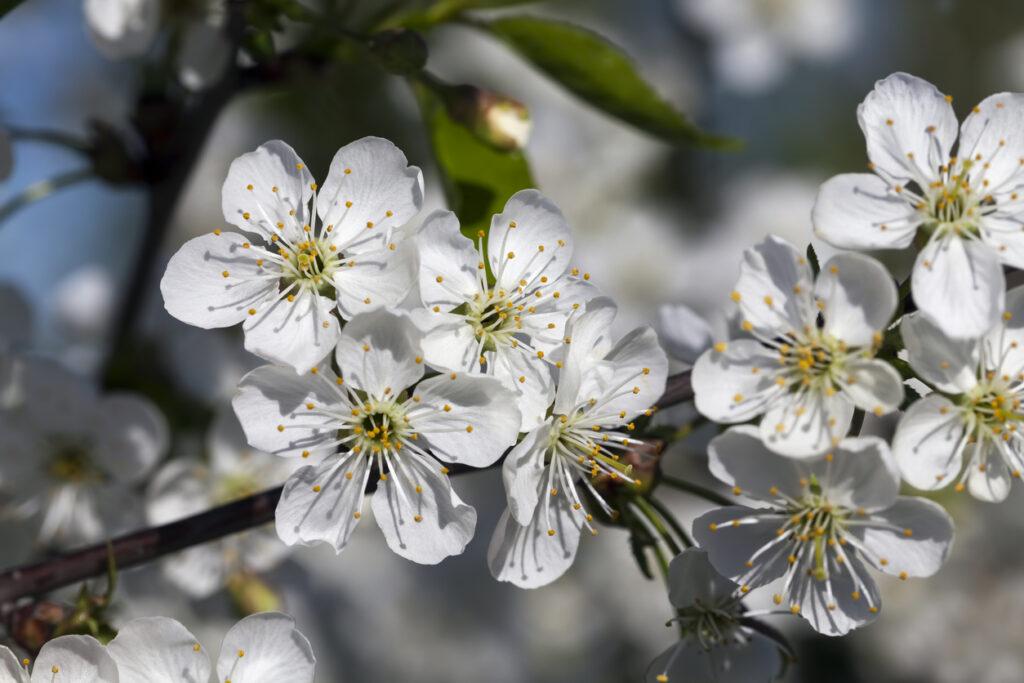 floraison de cherry plum